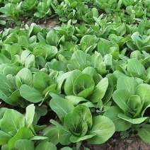 德高华尔兹圆宝青梗菜种子优质丰产耐高温油亮青菜籽耐热蔬菜