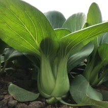 美帝青梗菜种子耐热易捆扎浅绿耐湿高产夏秋季油菜上海青蔬菜
