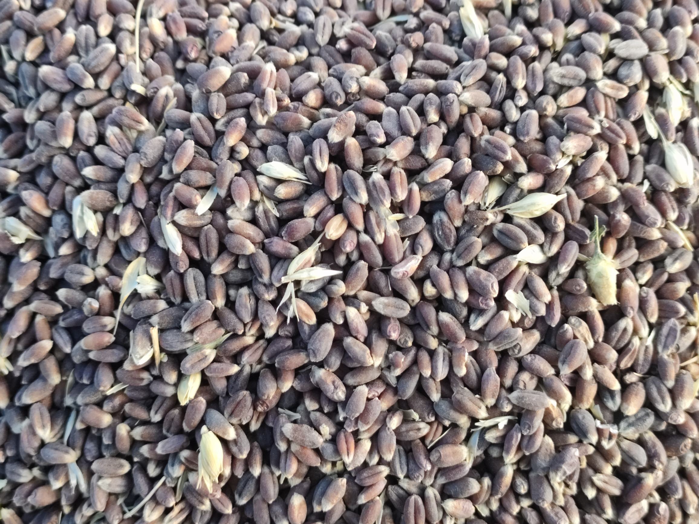 展示煮熟后的黑米颗粒饱满,色泽深沉,质地柔软 黑米煮熟后的特写图