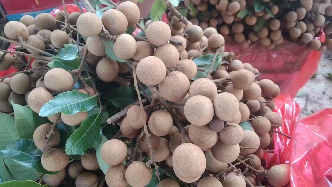 石硖龙眼采摘场景