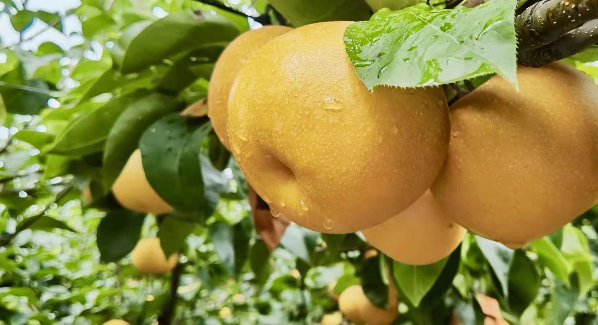 果园中农民采摘秋月梨场景