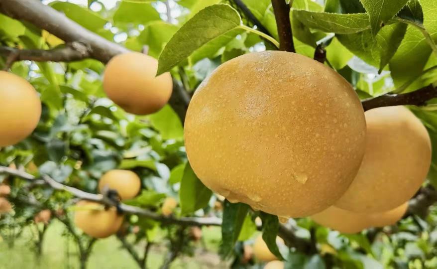 三湖黄桃不同海拔成熟期对比图