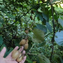 野生安化阳桃。八月瓜！限时品尝安化味道！联系我代采