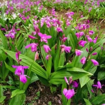 白芨苗1.5公分起三毛