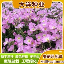 美丽月见草种子多年生四季开花夜来香粉色庭院打造花海