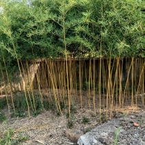 金镶玉竹，罗汉竹，紫竹，黄杆竹，花皮甜竹。