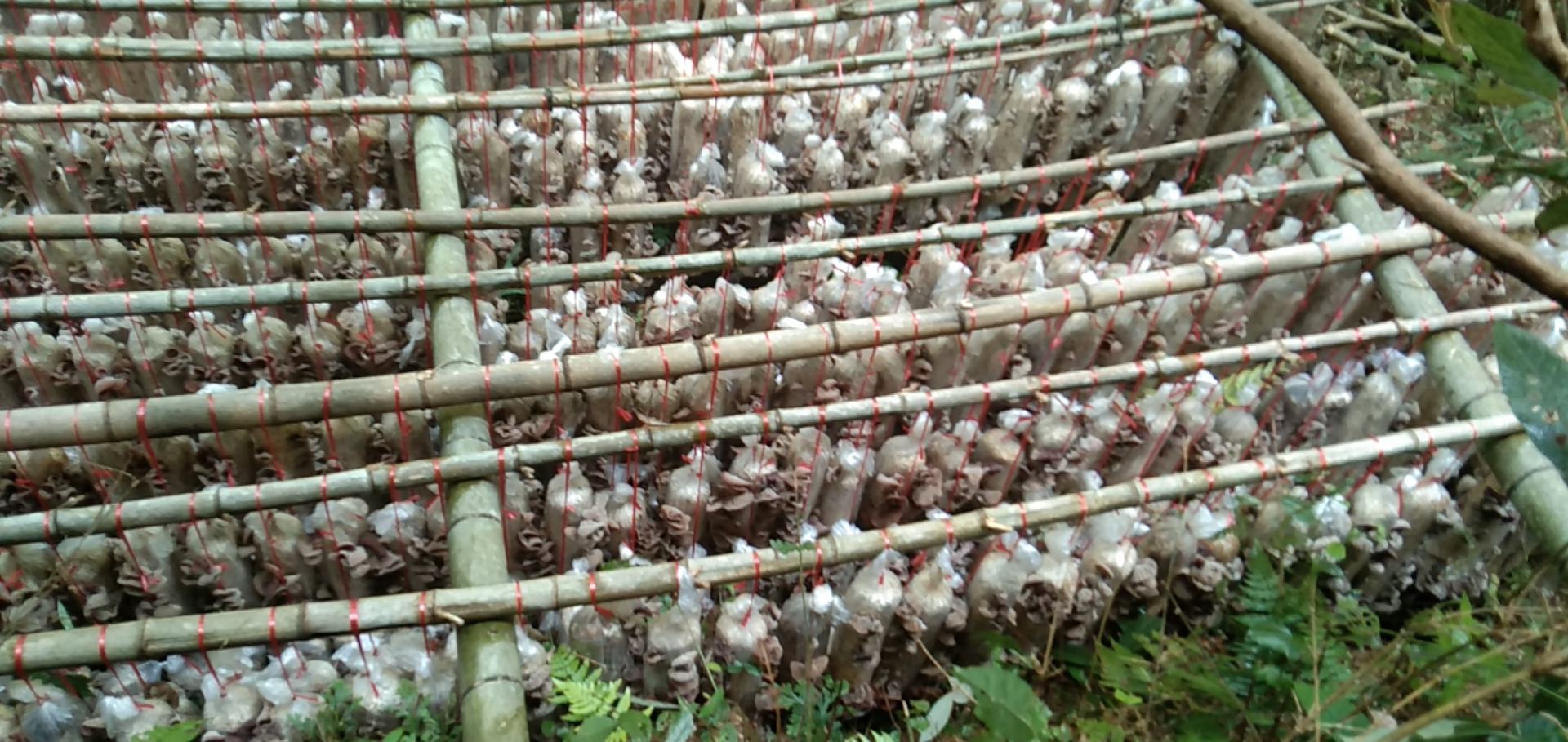 阳光照射下的竹编簸箕上铺满刚采收的毛木耳,呈半透明胶质状,边缘卷曲,背景为山区木耳种植棚,工人正在手工分拣,体现生态化种植过程 晾晒与包装中的毛木耳特写