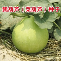 方震菜葫芦种子瓢葫芦酒葫芦大葫芦种子葫芦瓢种籽特色工艺品