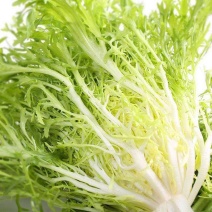 苦苣种子神禾黄心苦菊种籽蔬菜种孑沙拉生菜叶菜四季大棚