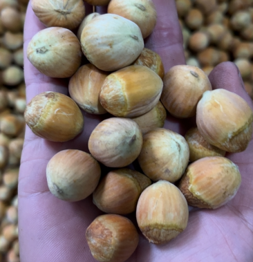 [榛子批发]平欧大榛子,本溪桓仁特产价格11.00元/斤 - 一亩田