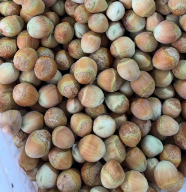 [平欧大果榛子批发]榛子辽宁本溪桓仁大榛子原产地供货,品质保证!