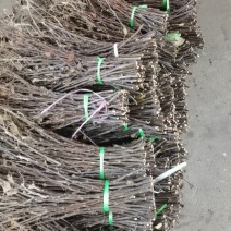 大量现货金蝉卵枝苹果卵枝金蝉种苗量大优惠