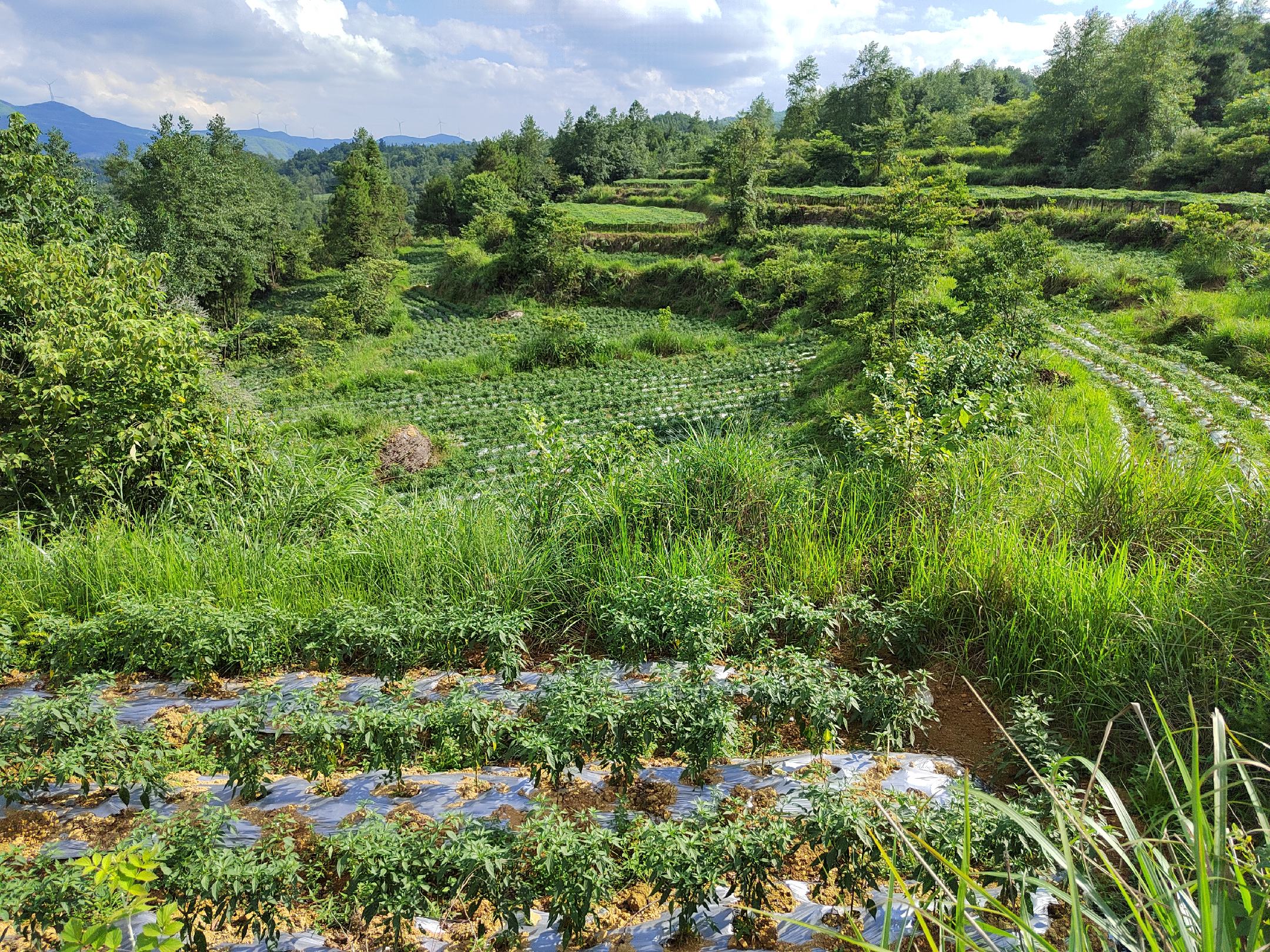 白色小米椒产地溯源图：云南红河州元阳县哈尼梯田生态种植基地航拍图，层层叠叠的梯田中可见白色小米椒试验田区块，田埂插有“绿色食品 白色小米椒”标识牌，背景为云海与原始森林