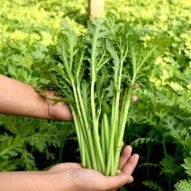 宫廷养生多茬茼蒿种子小叶茼蒿种子高产皇帝菜茼蒿菜籽蔬菜种