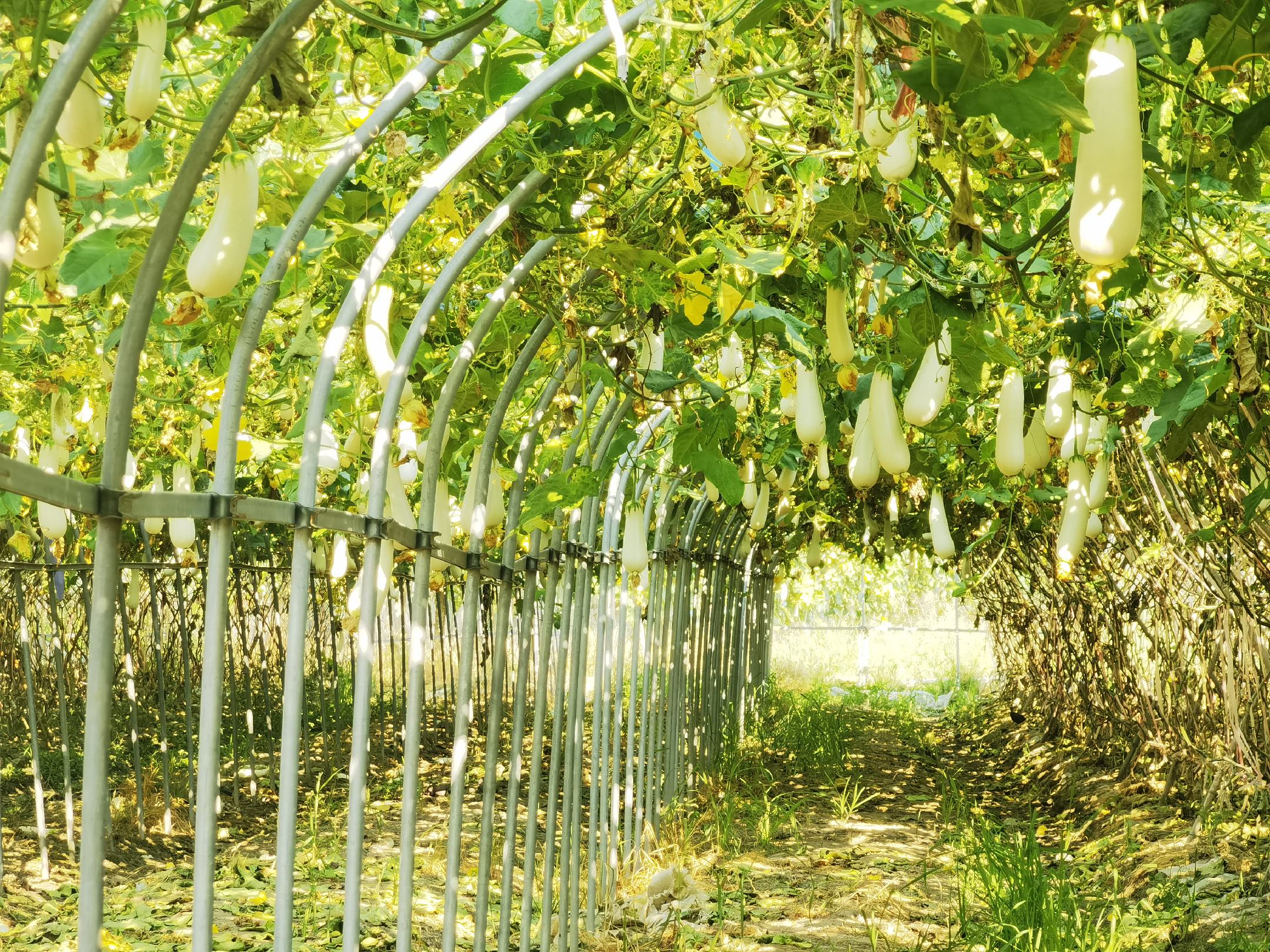 白玉丝瓜田间生长图