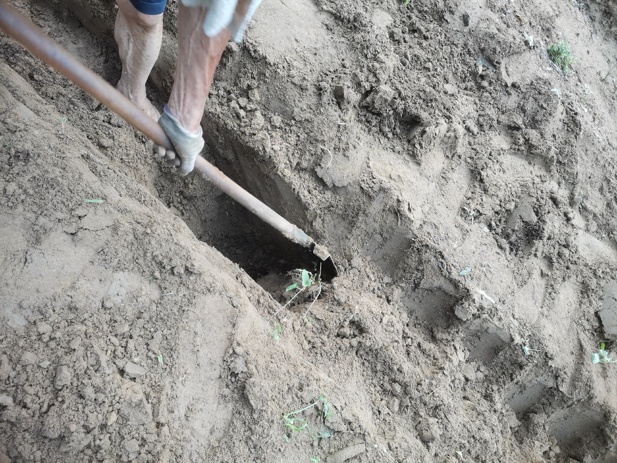厨师正在处理白玉山药与双棒山药的对比操作场景