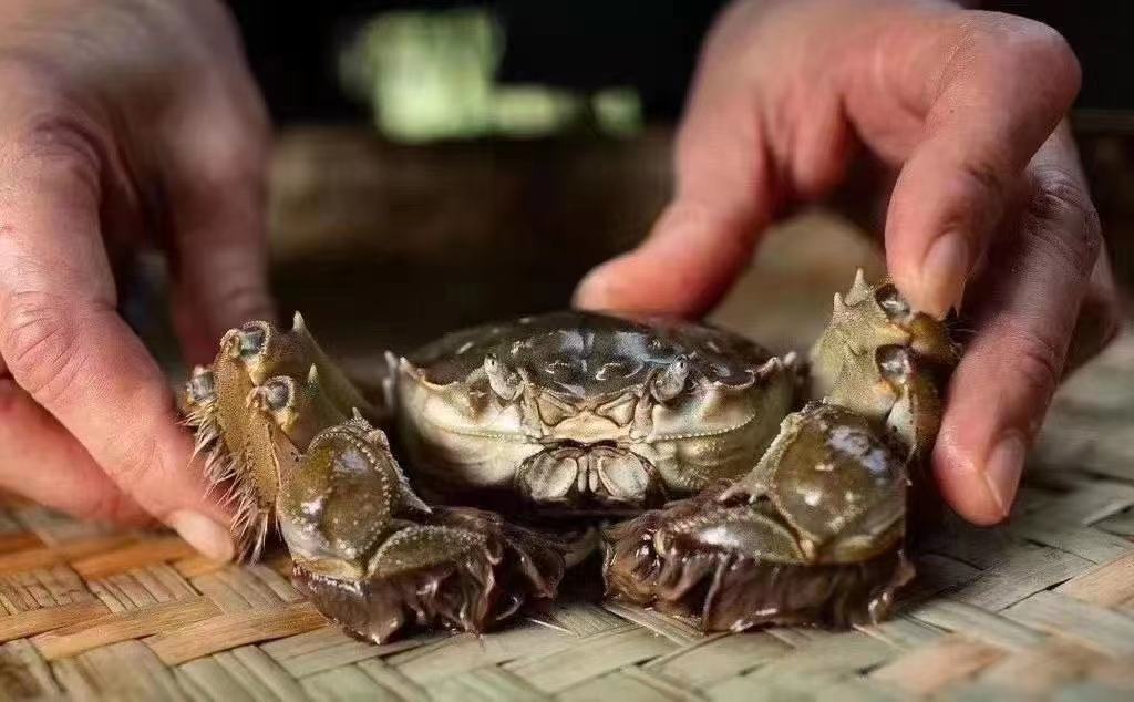 大闸蟹特写