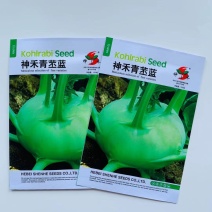 正宗青苤蓝种子水果绿苤兰球茎甘蓝种子薄皮新品超大易种四季