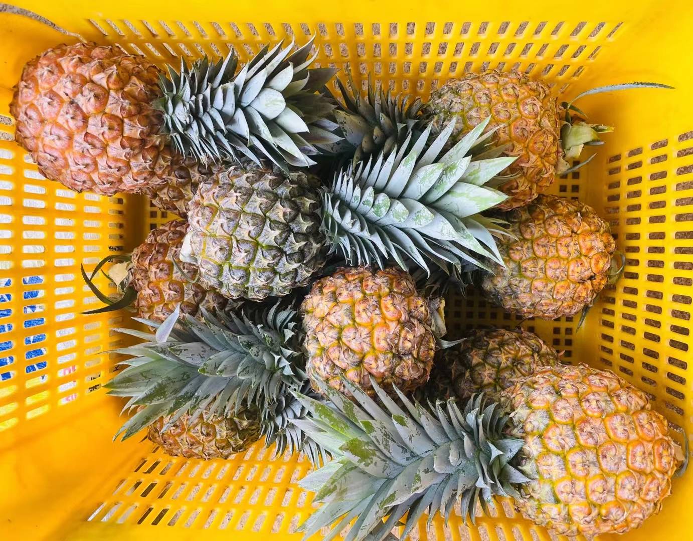 玻璃碗中盛放着金黄色的菠萝糖水,旁边是新鲜菠萝块 菠萝糖水成品图