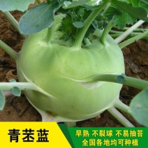 青苤兰种子白苤蓝种子高产农家蔬菜种籽芥兰头菜疙瘩菜种籽