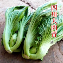 四川大肉青芥菜种子秋播泡青菜酸菜鱼泡菜种秋季蔬菜种籽
