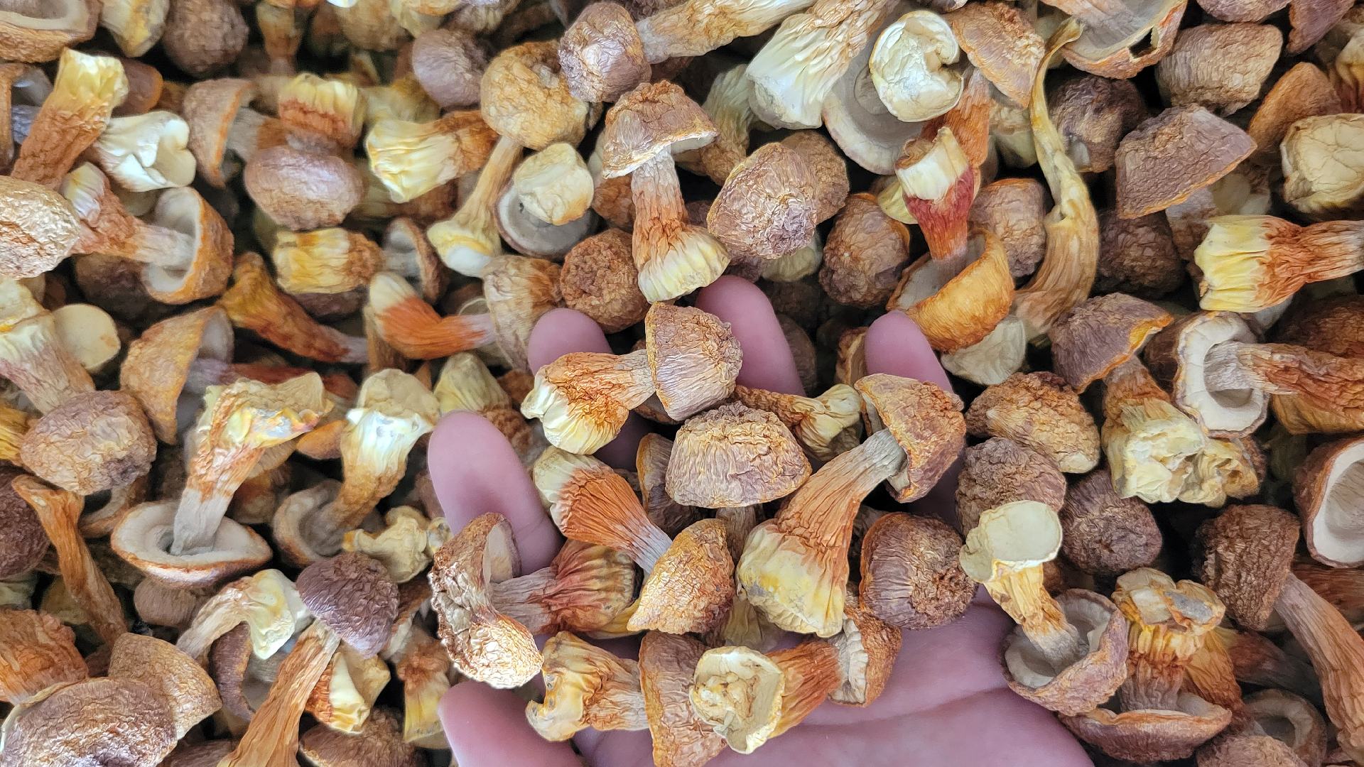 姬松茸黑色与普通姬松茸对比图:左侧为黑色品种,右侧为普通棕色品种,颜色差异明显 姬松茸黑色与普通姬松茸对比图