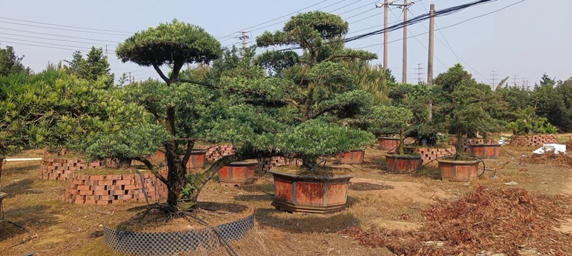 雌性罗汉松挂果景观
