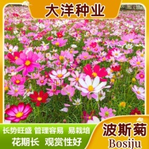 波斯菊花种子格桑花种籽四季开花易活庭院野花组合种子