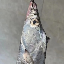 刀鱼