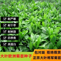 将军菊苣种子大叶菊苣种籽多年生四季牧草猪牛羊鸡鸭鹅鱼草籽