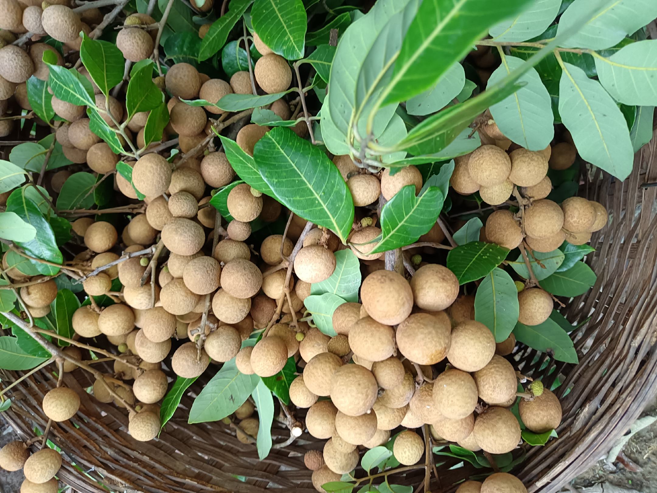 石硖龙眼果盘特写