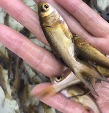 [鳙鱼批发]黄金大头鱼苗 红大头鱼 金鳙鱼价格2.00元/个 - 一亩田