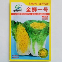 黄心大白菜种子中狮头大白菜抗病高产秋季大田种植冬季蔬菜种