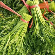 精品茼蒿产地直发一手货源量大价优欢迎致电咨询