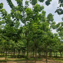 梓树，精品梓树10公分，12公分梓树，梓树基地自产自销！