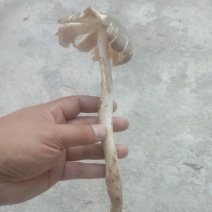 鸡枞菌