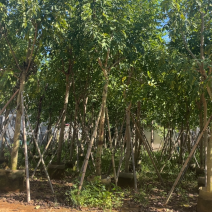 大量出售10至15的腊肠树有须要联系我价格优惠