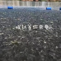 草鱼、鲤鱼、黄金鲫