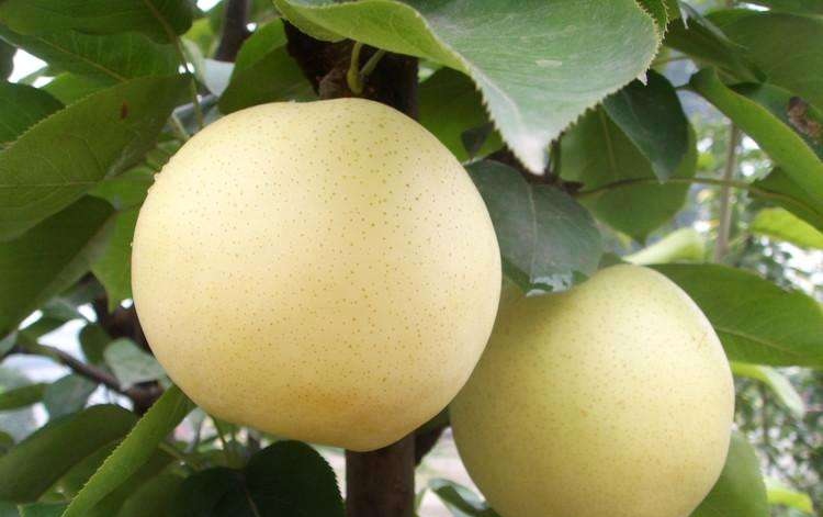 牛奶黄金梨切面特写图