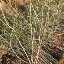 各种树，水蜡树