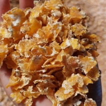 （精品）玉米压片要的提前预订，颜色金黄，机器烘干