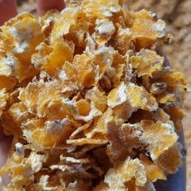 （精品）玉米压片要的提前预订颜色金黄，机器烘干