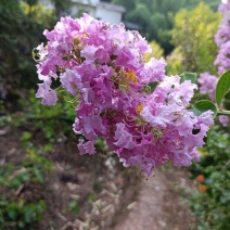 粉色紫薇苗【大花，花期长，花苞密集，抗性强】