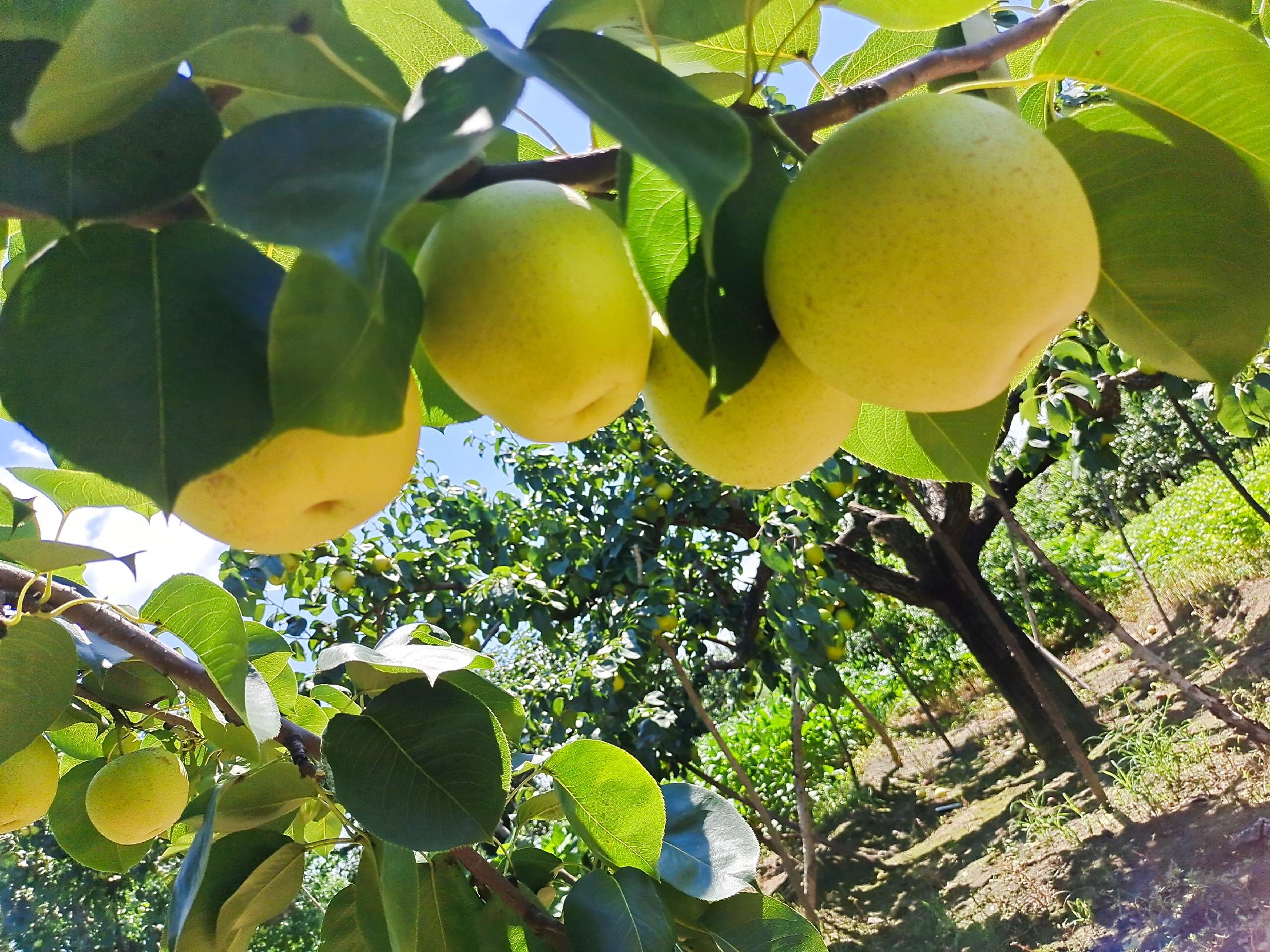 阳光下的黄金梨果园,挂满金黄色果实的梨树,绿叶与金果交相辉映 黄金梨果园实景图