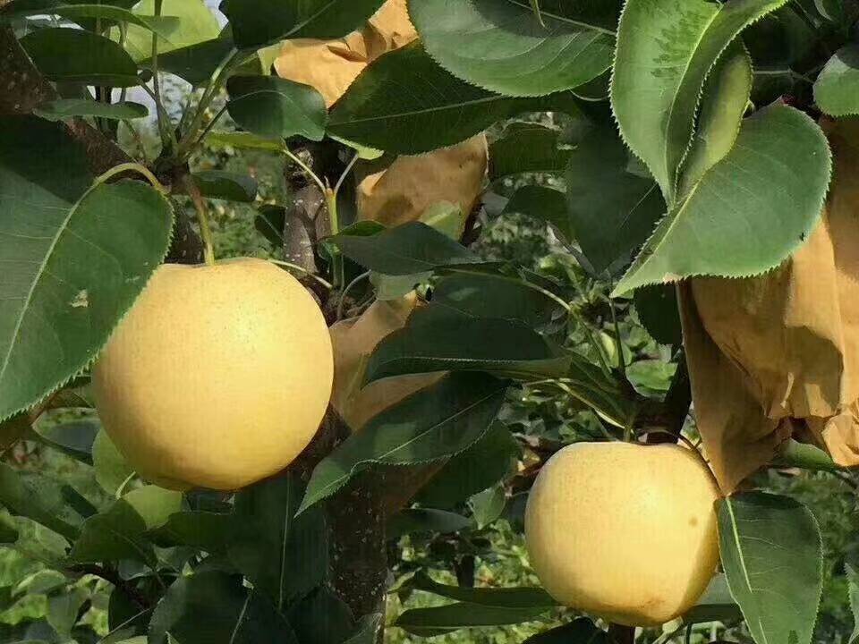 砀山黄金梨采摘与分拣场景