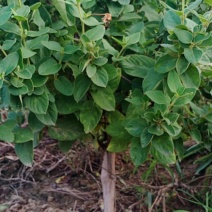 四季金银花盆景老桩，盆栽地栽都可以，适合阳台庭院观赏绿化