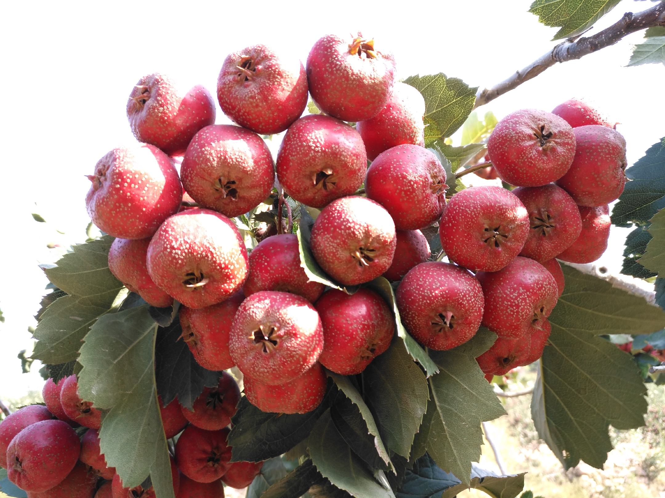 成熟的歪把红山楂挂满枝头,形成一道美丽的风景线 歪把红山楂果园实景