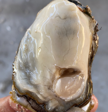 福建生蚝三倍体牡蛎批发源头货一手货源