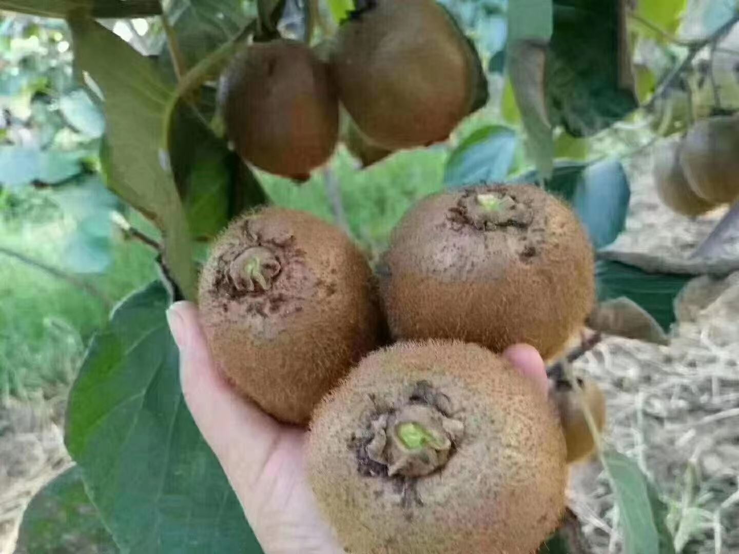 对萼猕猴桃成熟果实特写