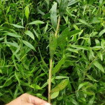 大叶相思苗